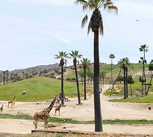 San Diego Attraction: San Diego Zoo