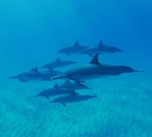 Waikiki Beach Attraction: Dolphins