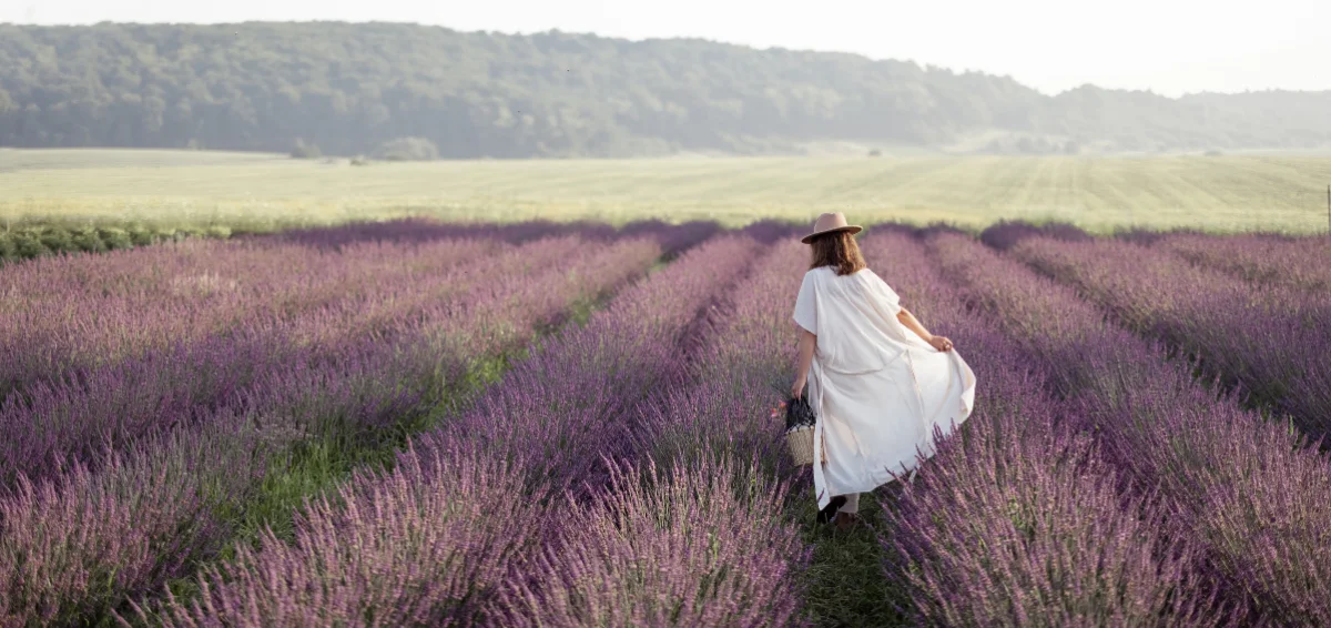 Take a Tour Of the Deep Creek Lavender Farm