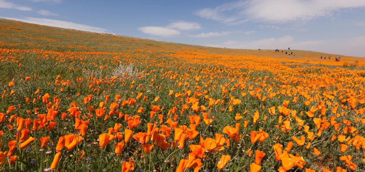 Antelope Valley California Poppy Reserve