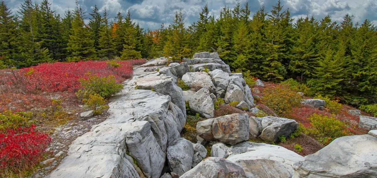 Dolly Sods Wilderness