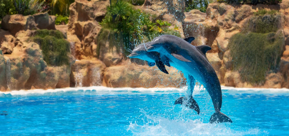 Enjoy Dolphin and Sea Lion Shows at Gulfarium Marine Adventure Park