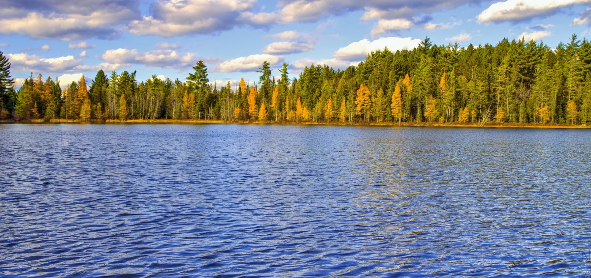 Hartwick Pines State Park