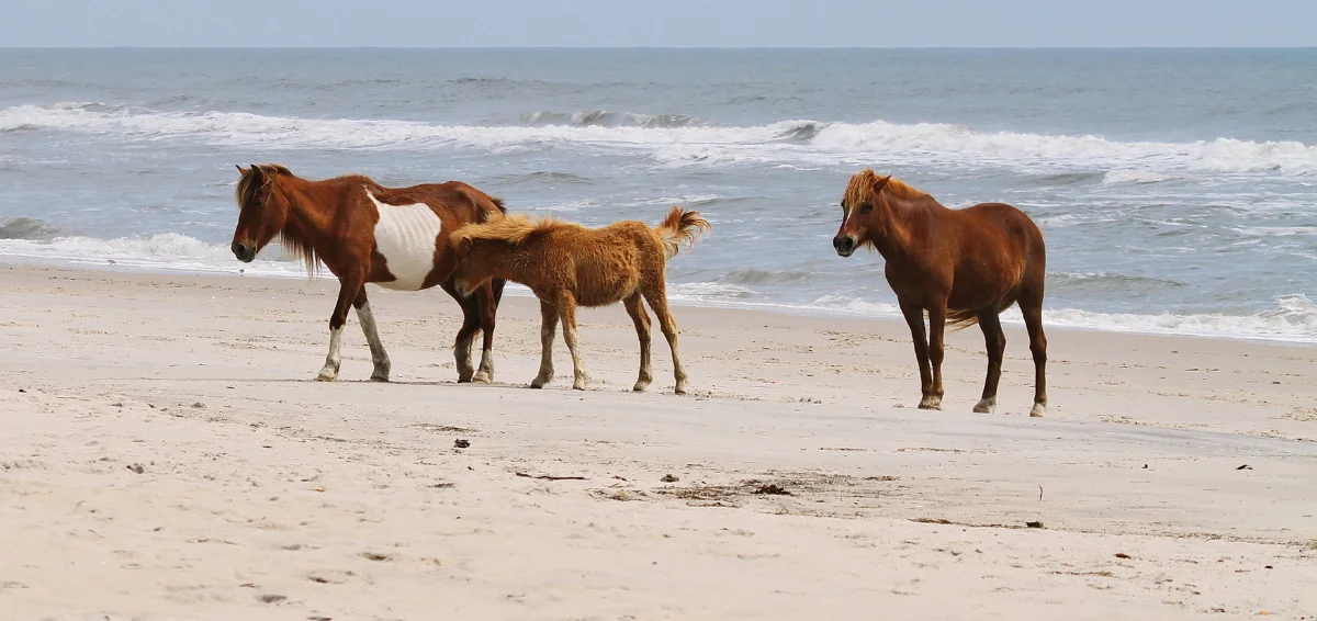 Assateague Island