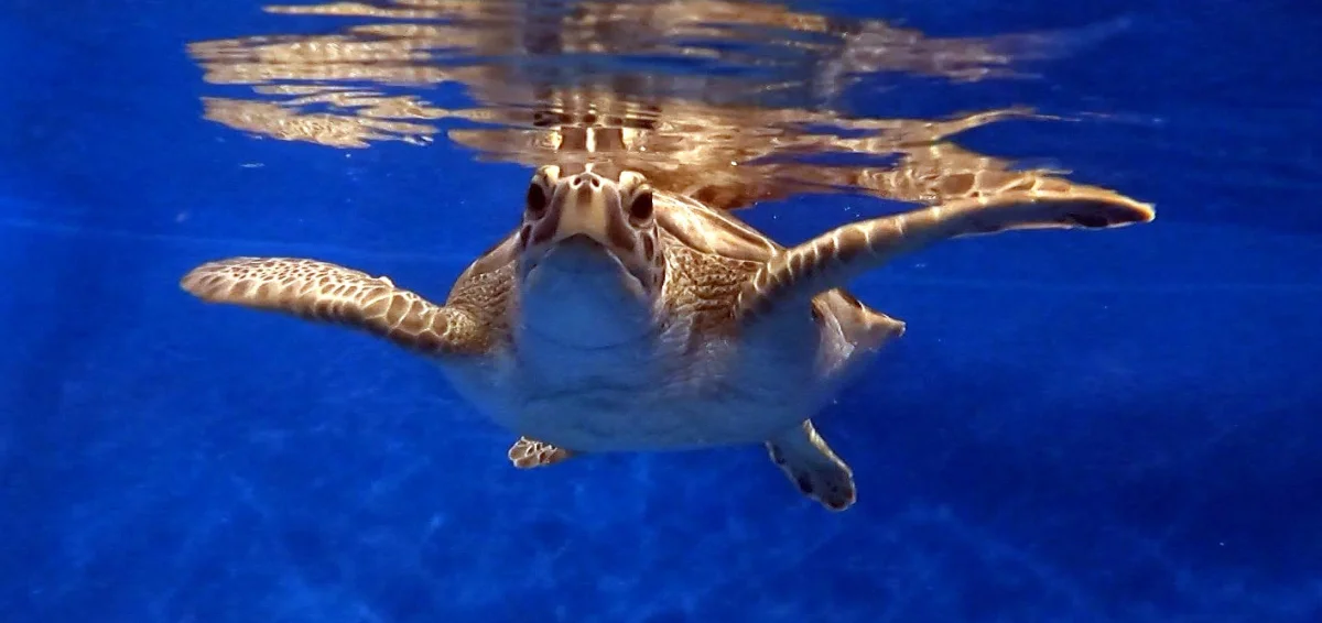 Go to Karen Beasley Sea Turtle Rescue and Rehabilitation Centre