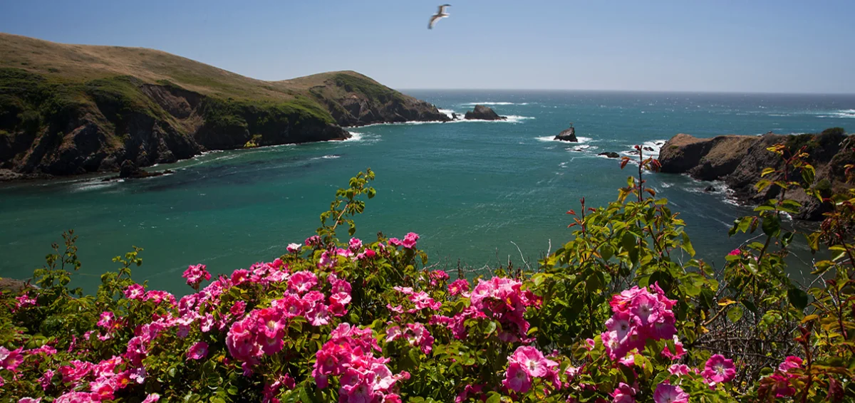 Mendocino Coast- Botanical Gardens