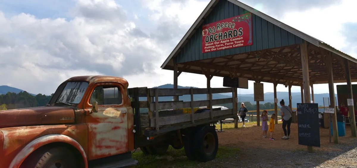 Pick Apples at Local Orchards