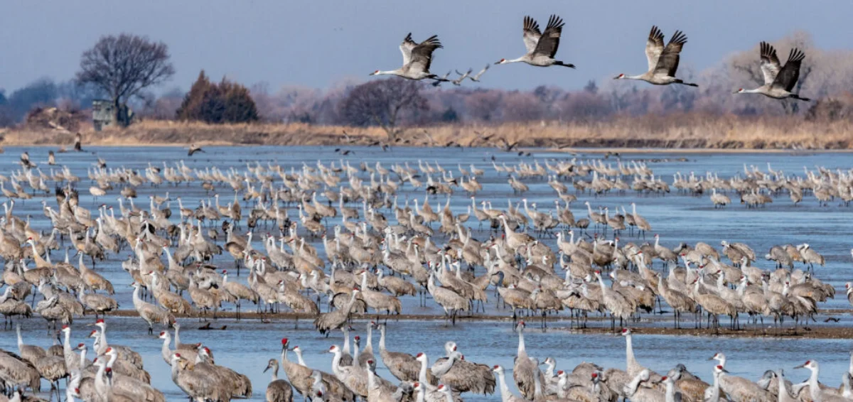 Sandhill Crane Migration at the Platte River