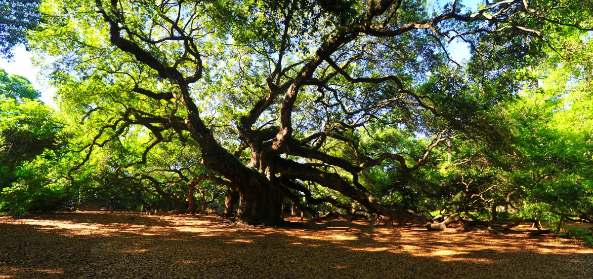 The Angel Oak Tower