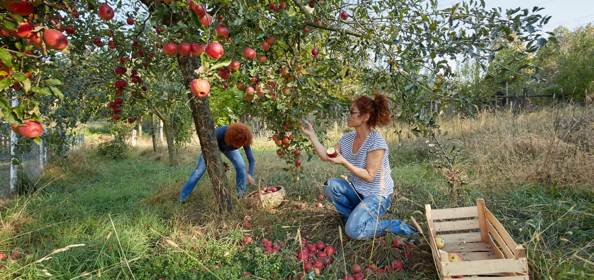 Visit Apple Orchards