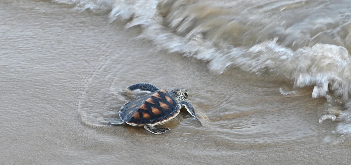 Witness sea Turtles Hatching