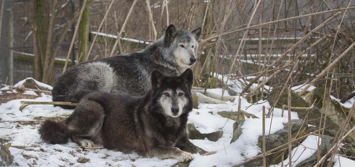 Wolf Sanctuary of PA