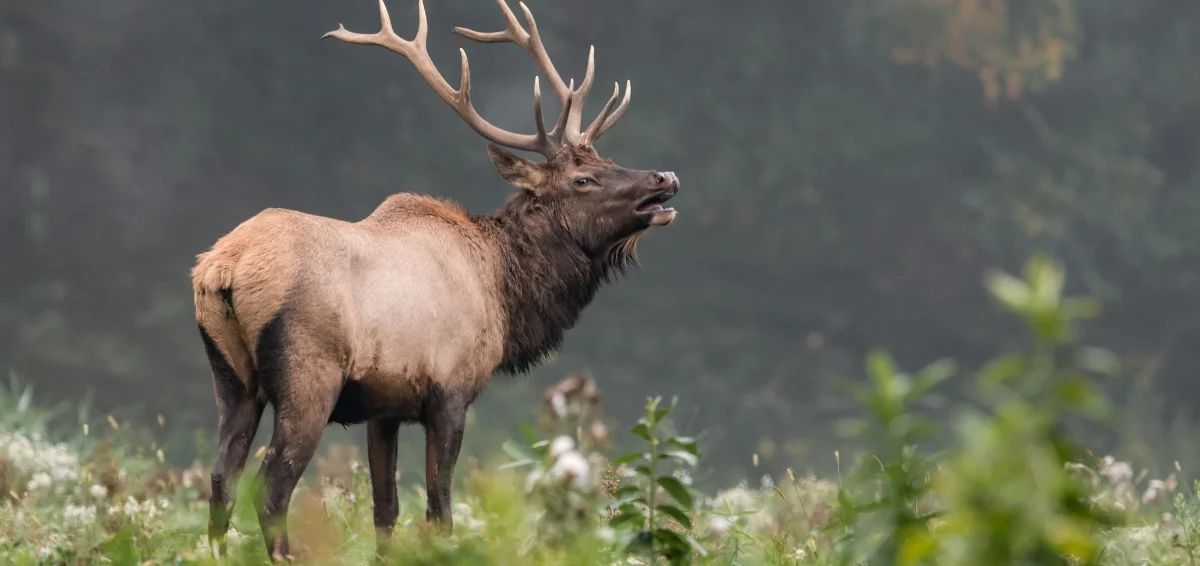 Go For Elk Viewing