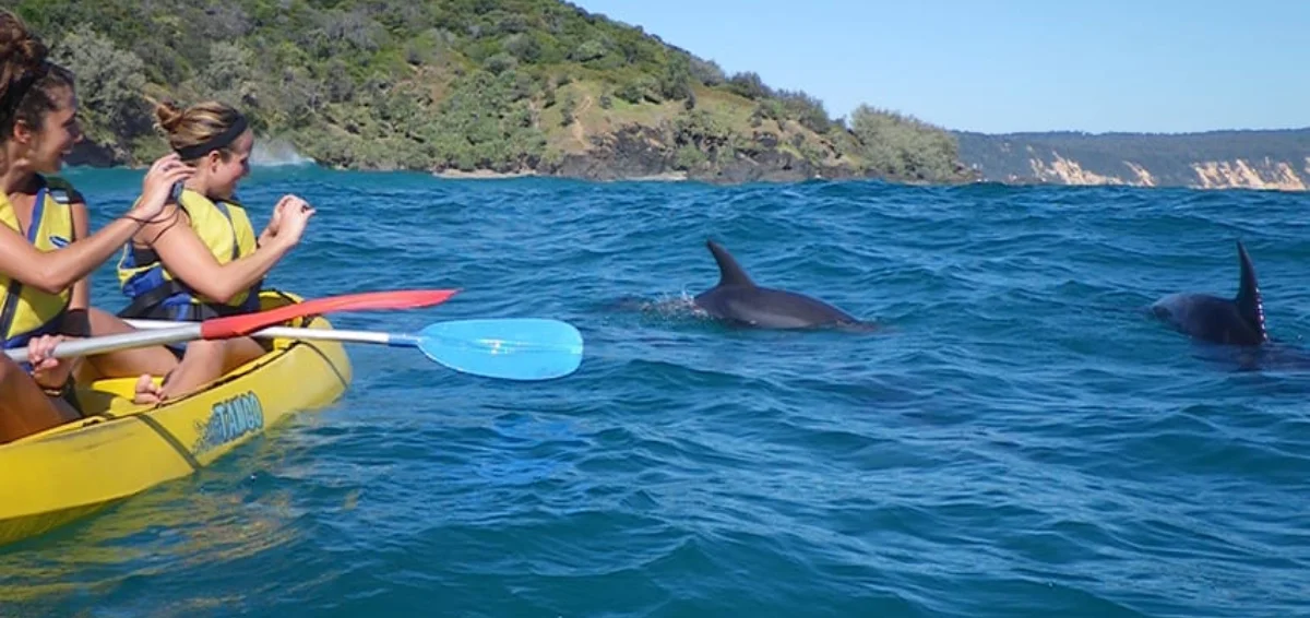 Kayak With Beautiful Dolphins