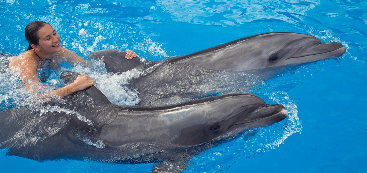 Kayak with Beautiful Dolphins