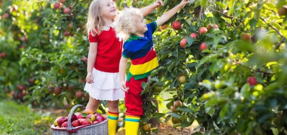 Pick Apples at Local Orchards