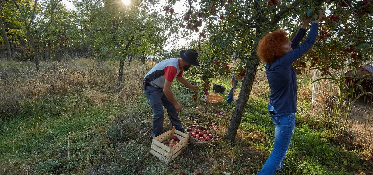 Pick Apples at the Crane Orchards