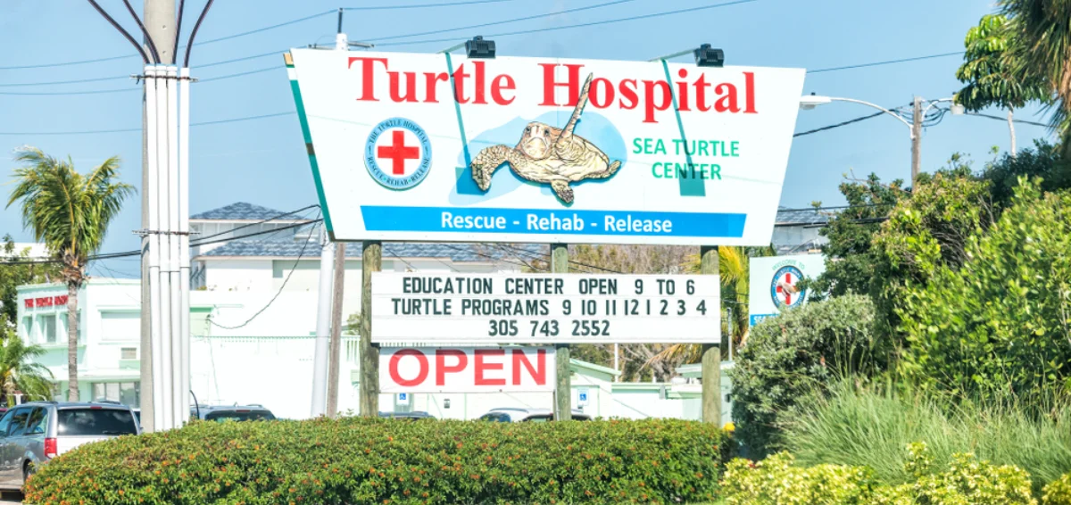 Visit the Turtle Hospital