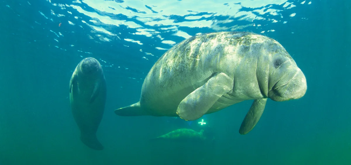 Witness Manatees in Their Habitats