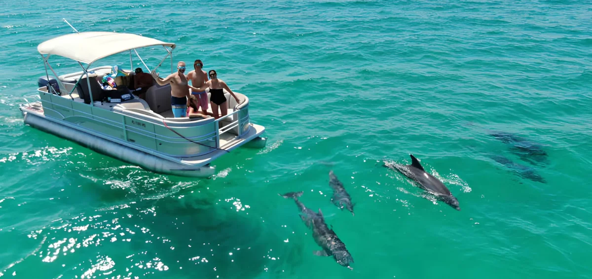 Go on a Dolphin-Watching Tours