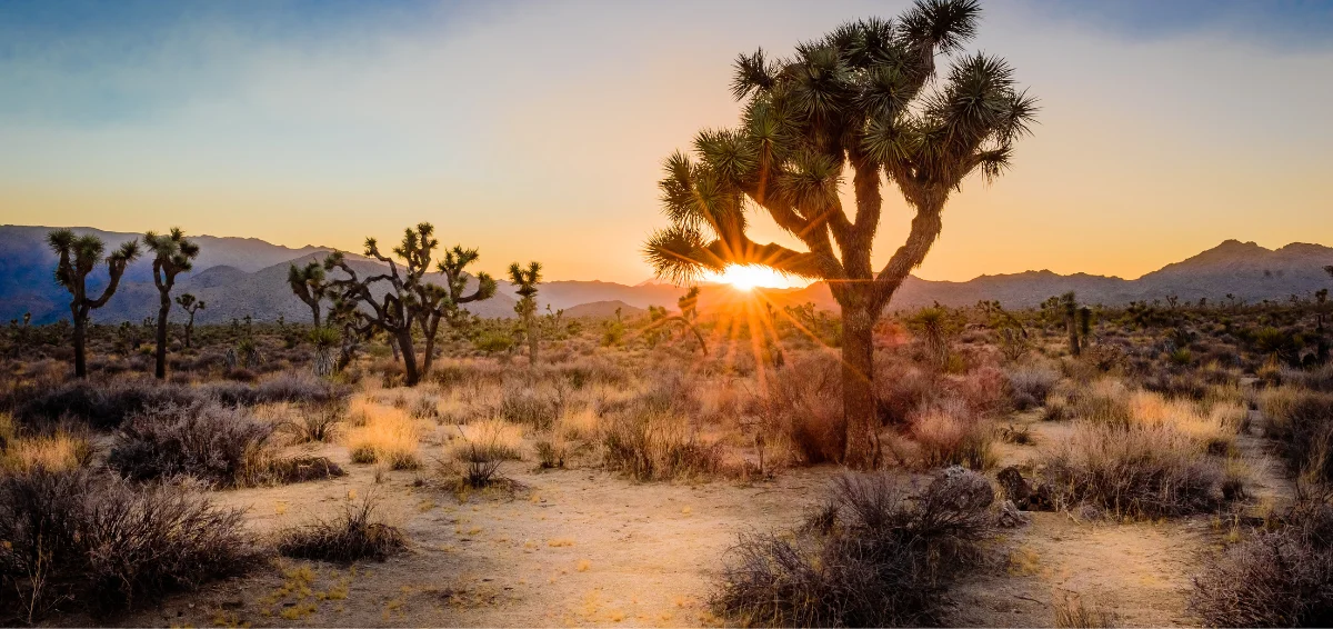 Joshua Tree National Park