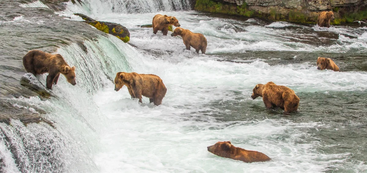 Katmai National Park