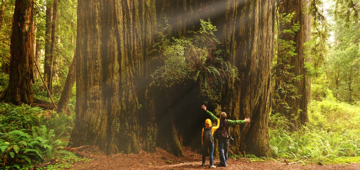 Redwood National Park