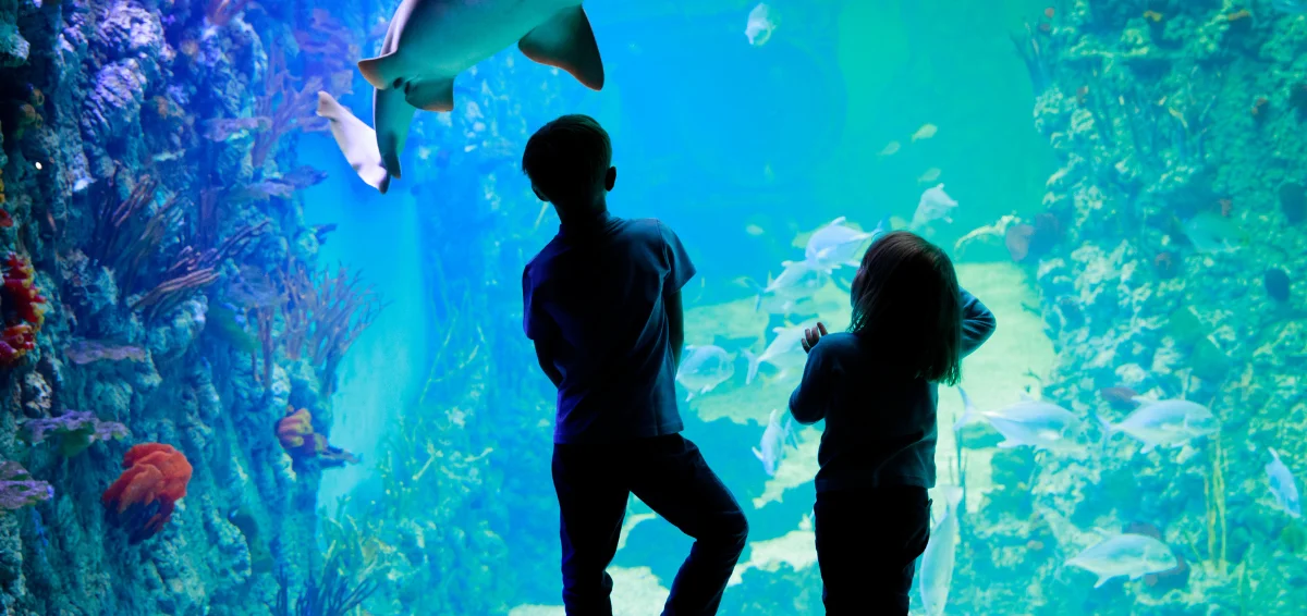 Explore Marine Habitats at Birch Aquarium