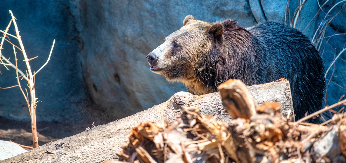 Find Rare Animals at San Diego Zoo