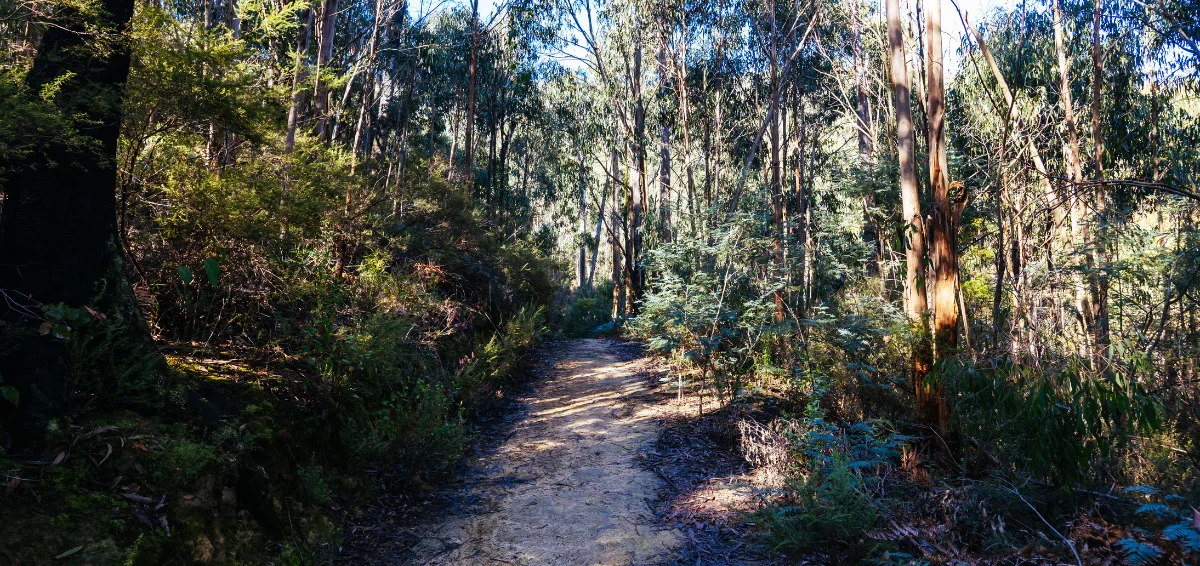 Mahana Ridge Trail