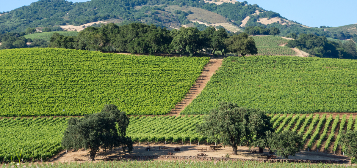 Sonoma Valley