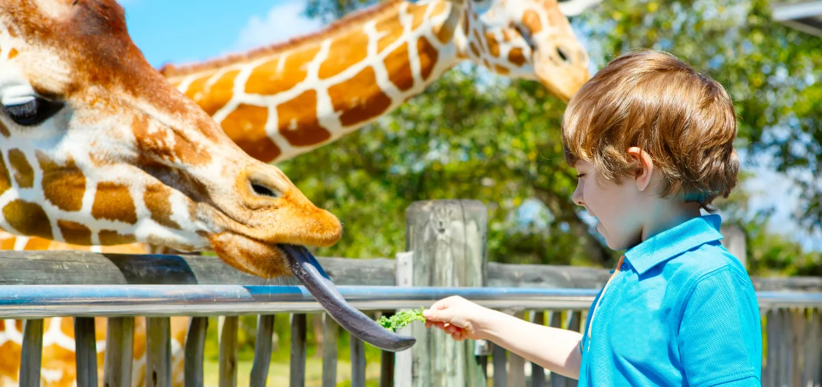 Plan a Day Trip to Zoo Miami (Miami-Dade Zoological Park and Gardens)