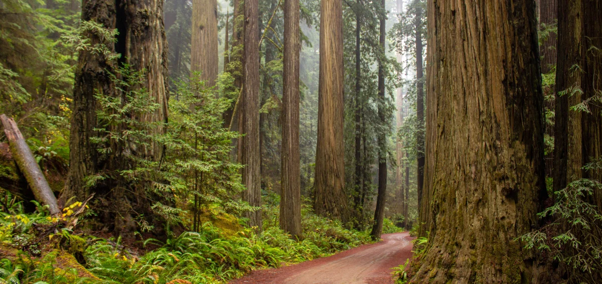 Kings Canyon National Park