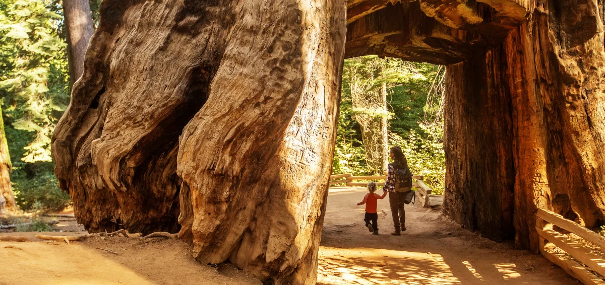 Redwood National Park