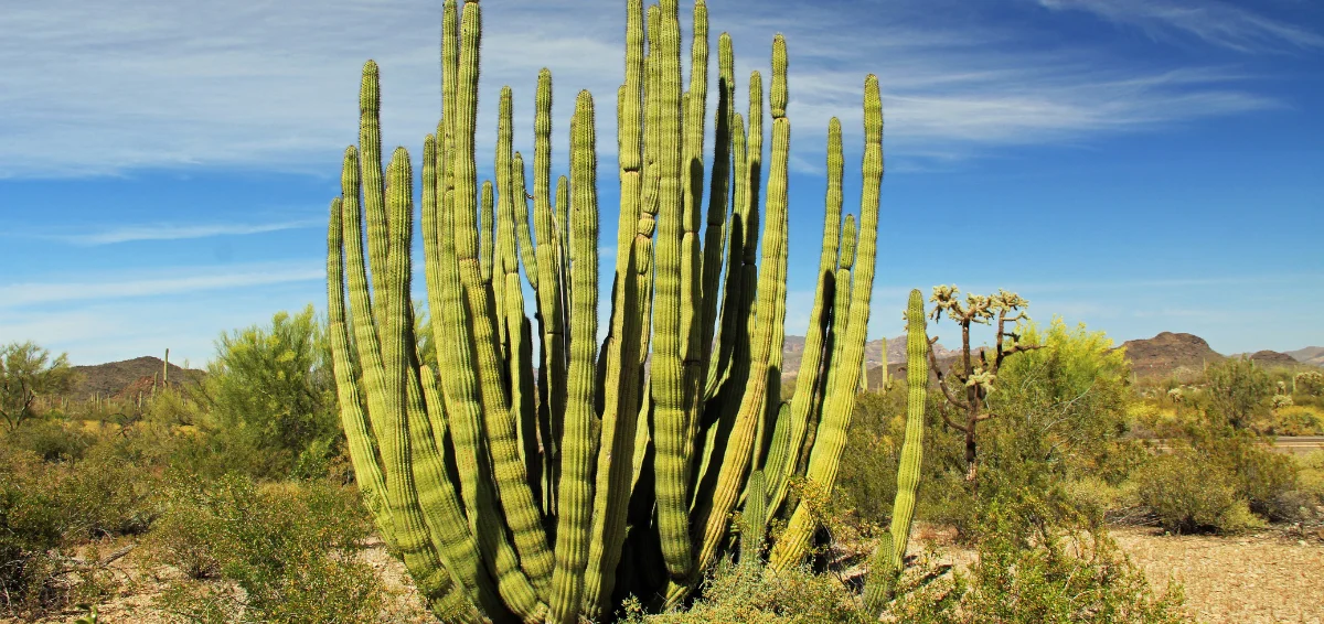 Organ Pipe Cactus National Monument