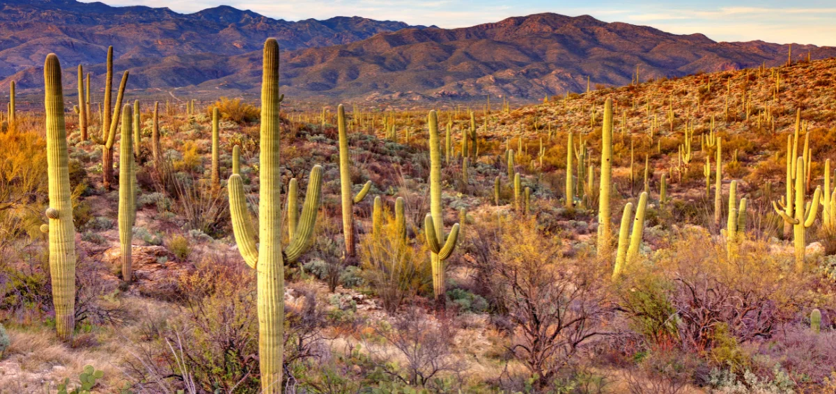 Saguaro National Park