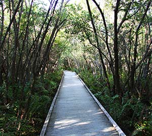 Cape Coral Attraction: Mangrove Forest