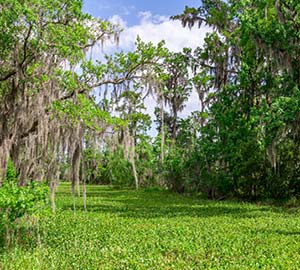 New Orleans Attraction: Jean Lafitte National Historical Park and Preserve
