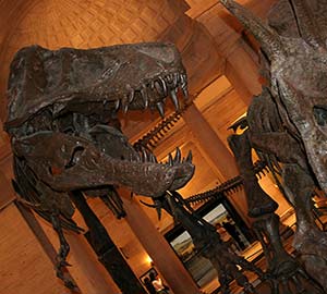 Los Angeles Attraction: Natural History Museum