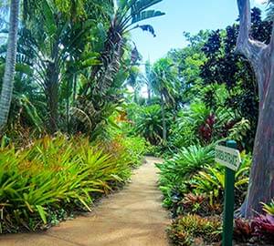 Hawaii - The Big Island Attraction: Hawaii Tropical Botanical Garden
